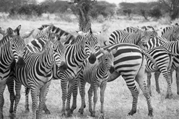 Team Work as a Means for Enhancing Productivity